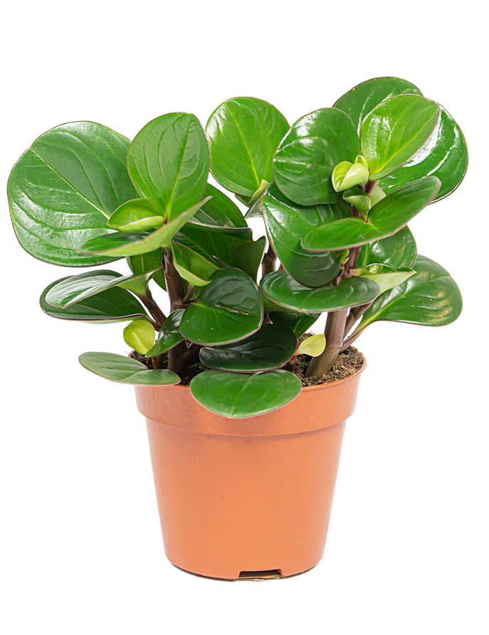 Verzorgingstips Peperomia